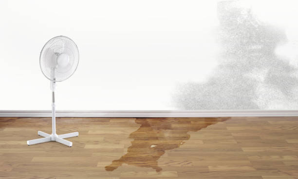 Best Mold removal after water damage  in Hartville, OH